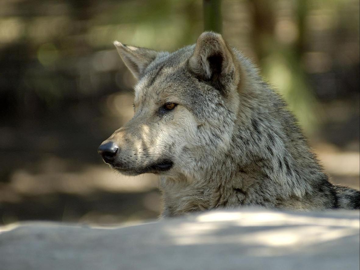 Tsitsikamma Wolf Sanctuary Eco Cabins & Teepees Stormsrivier Exterior foto